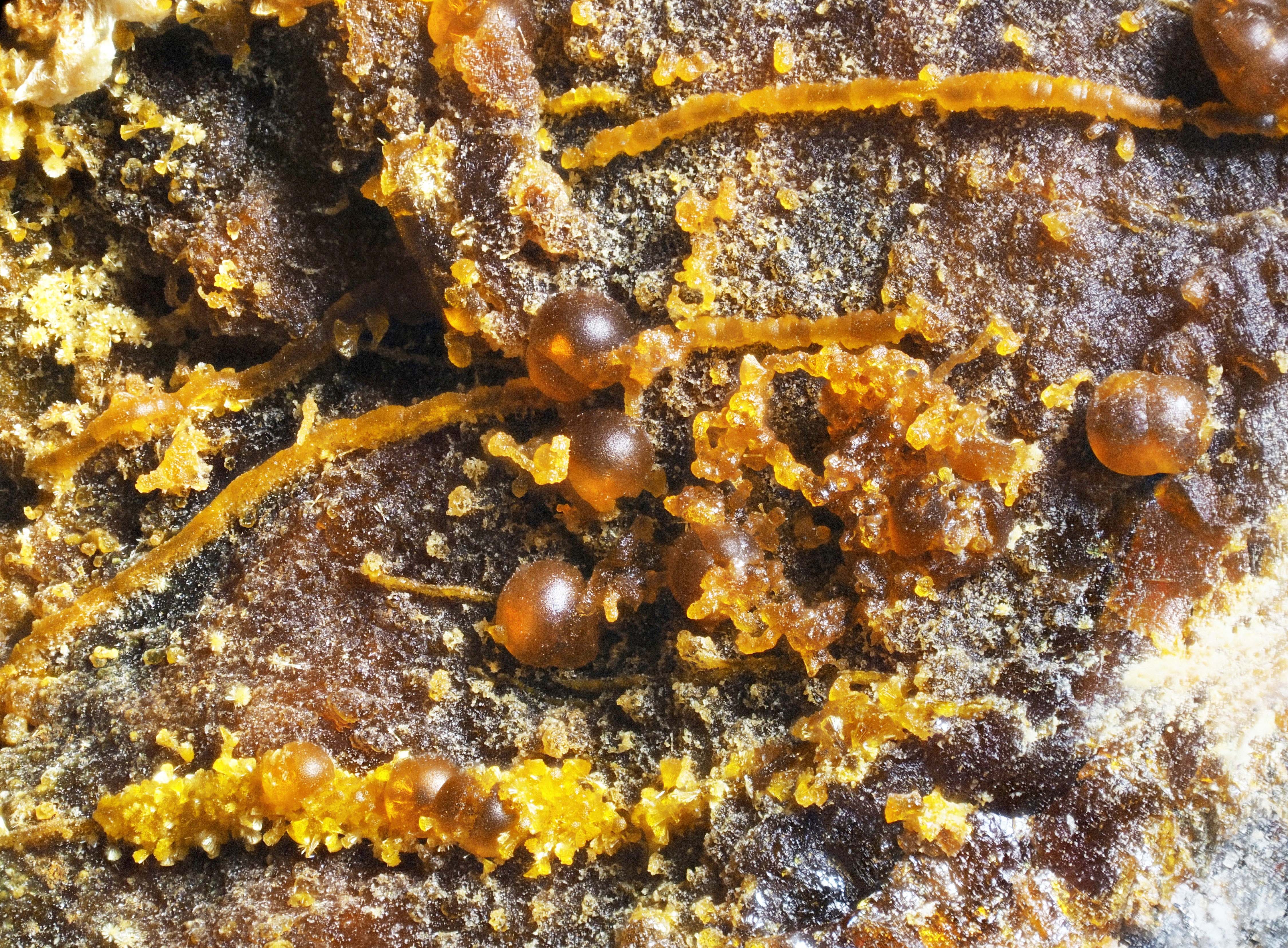 L'Agardite 1
