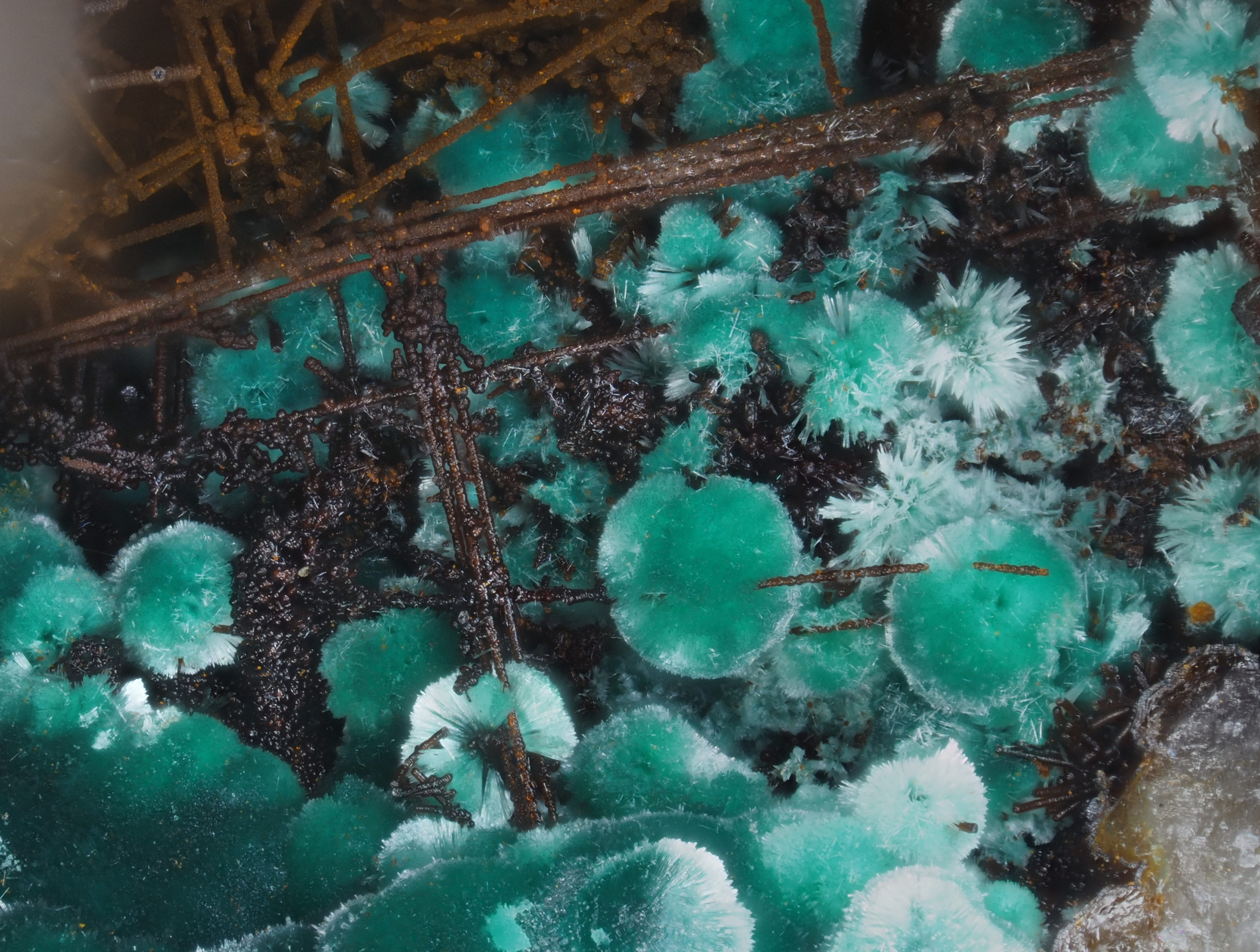L'Agardite 1