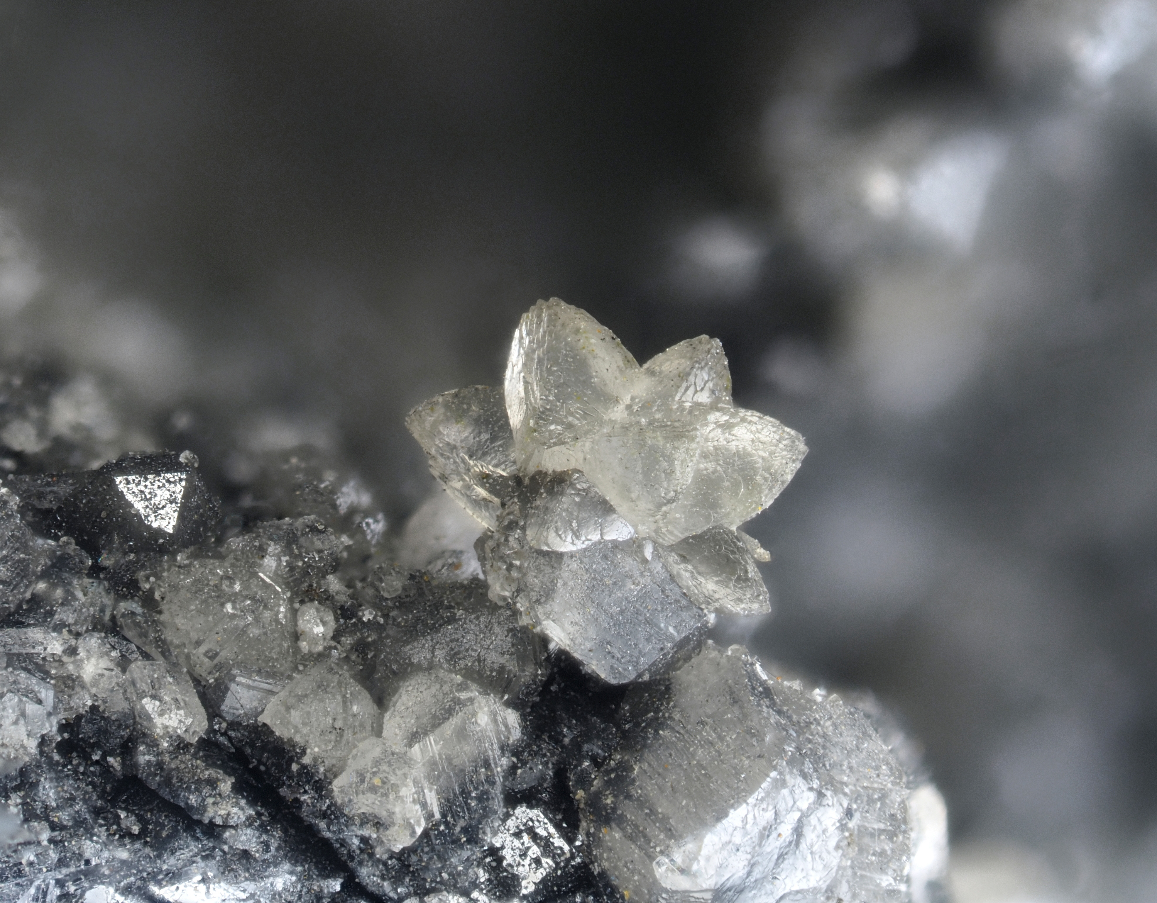 L'Agardite 1