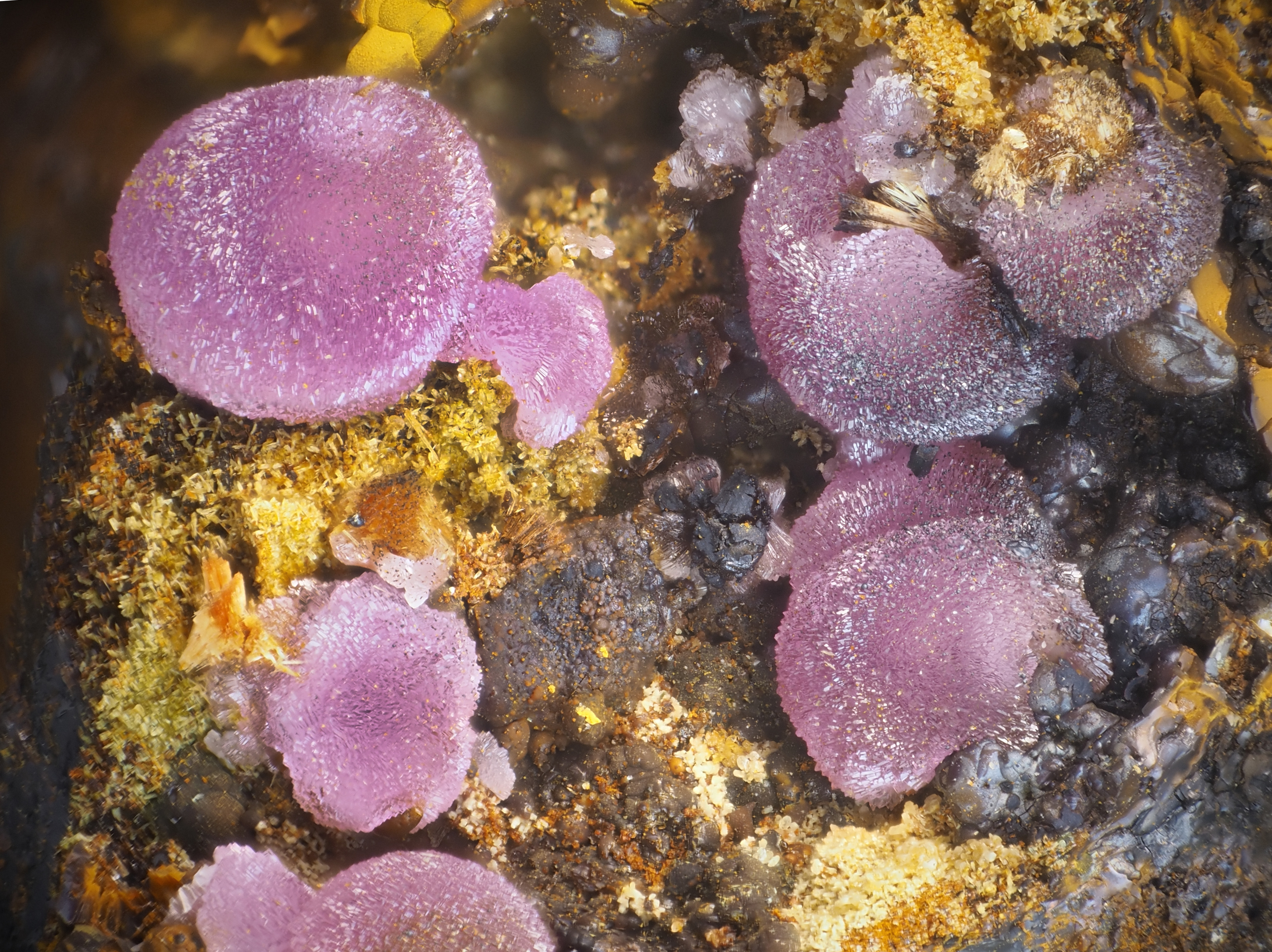 L'Agardite 1