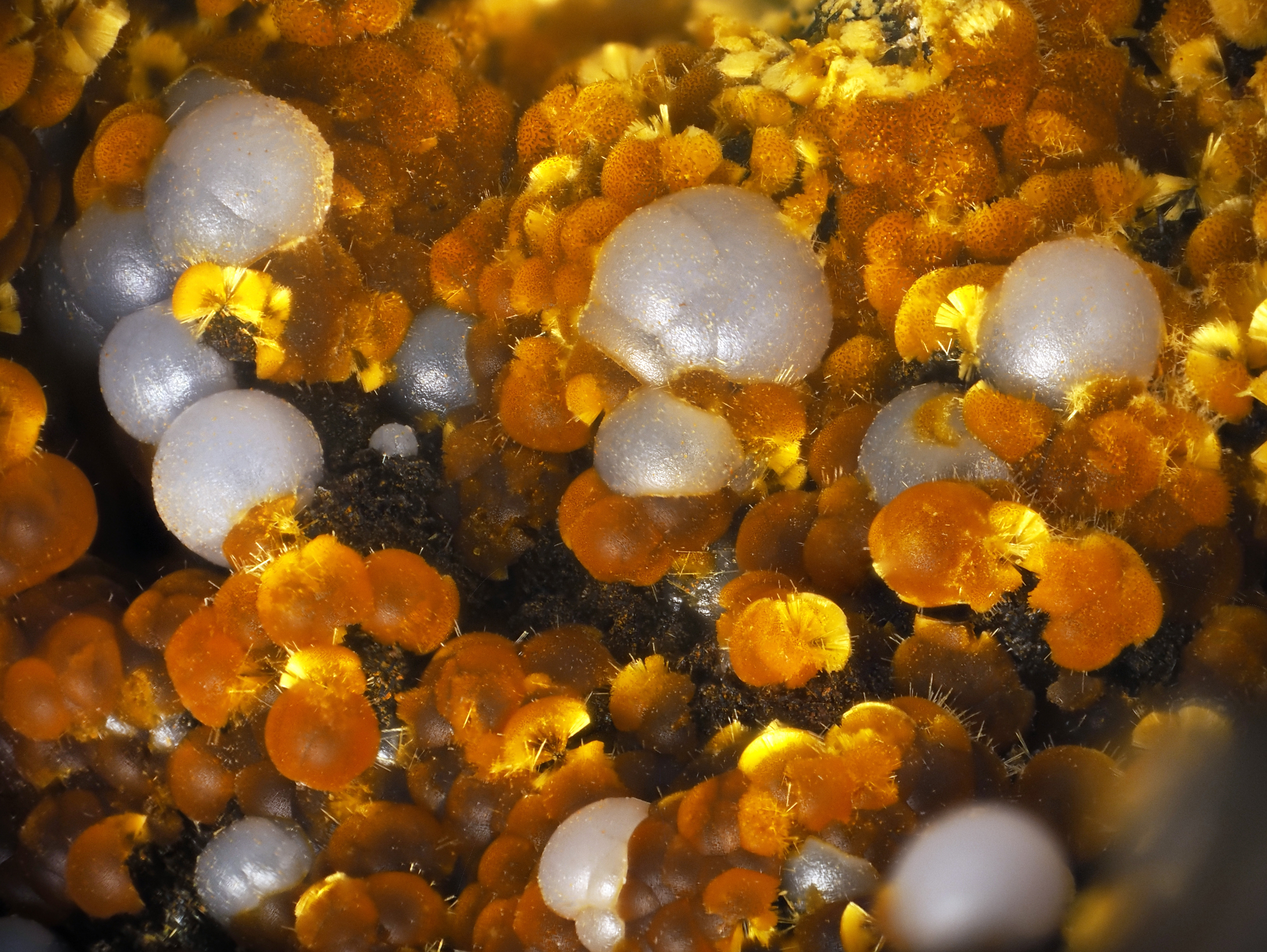 L'Agardite 1