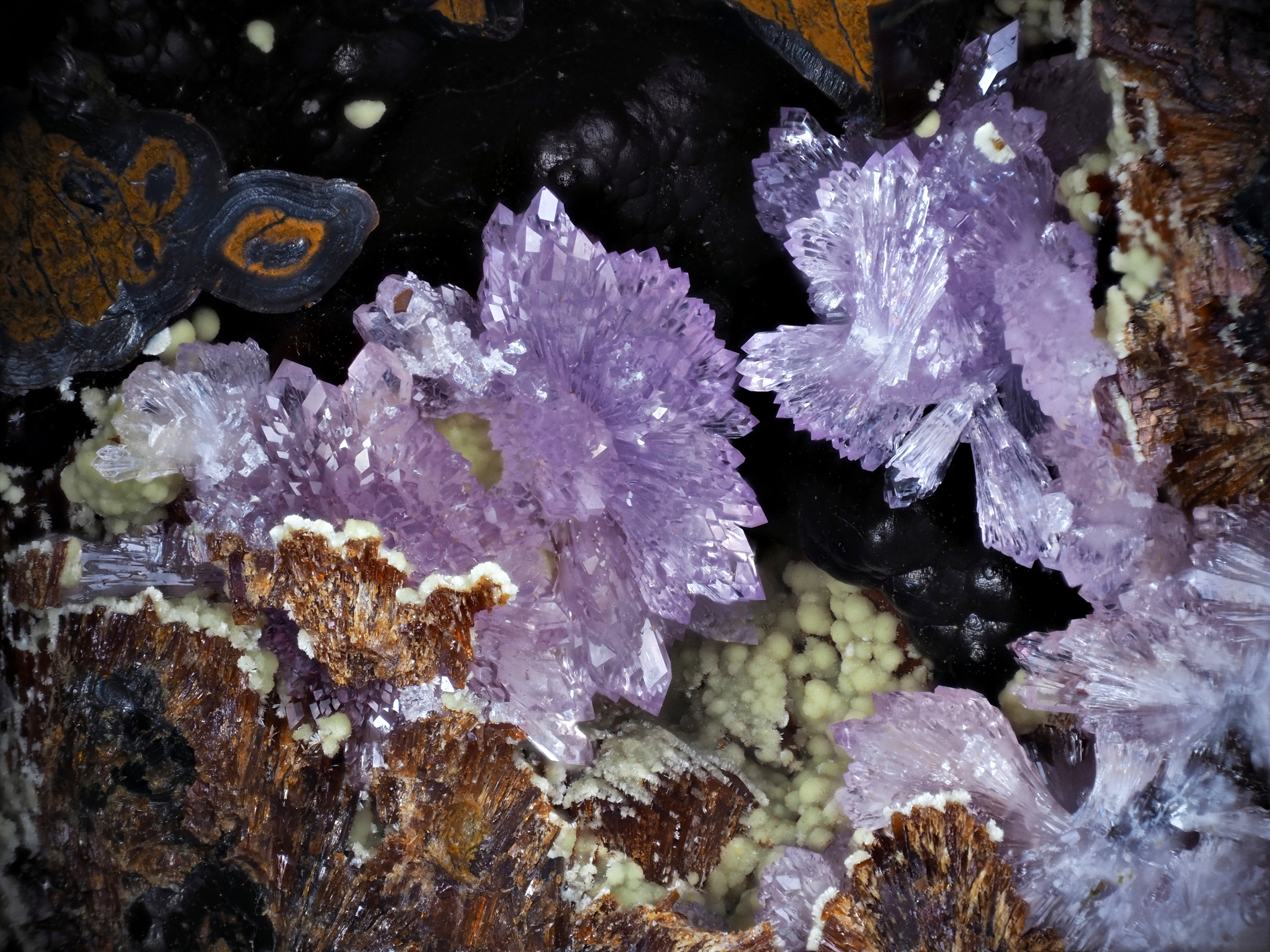 L'Agardite 1