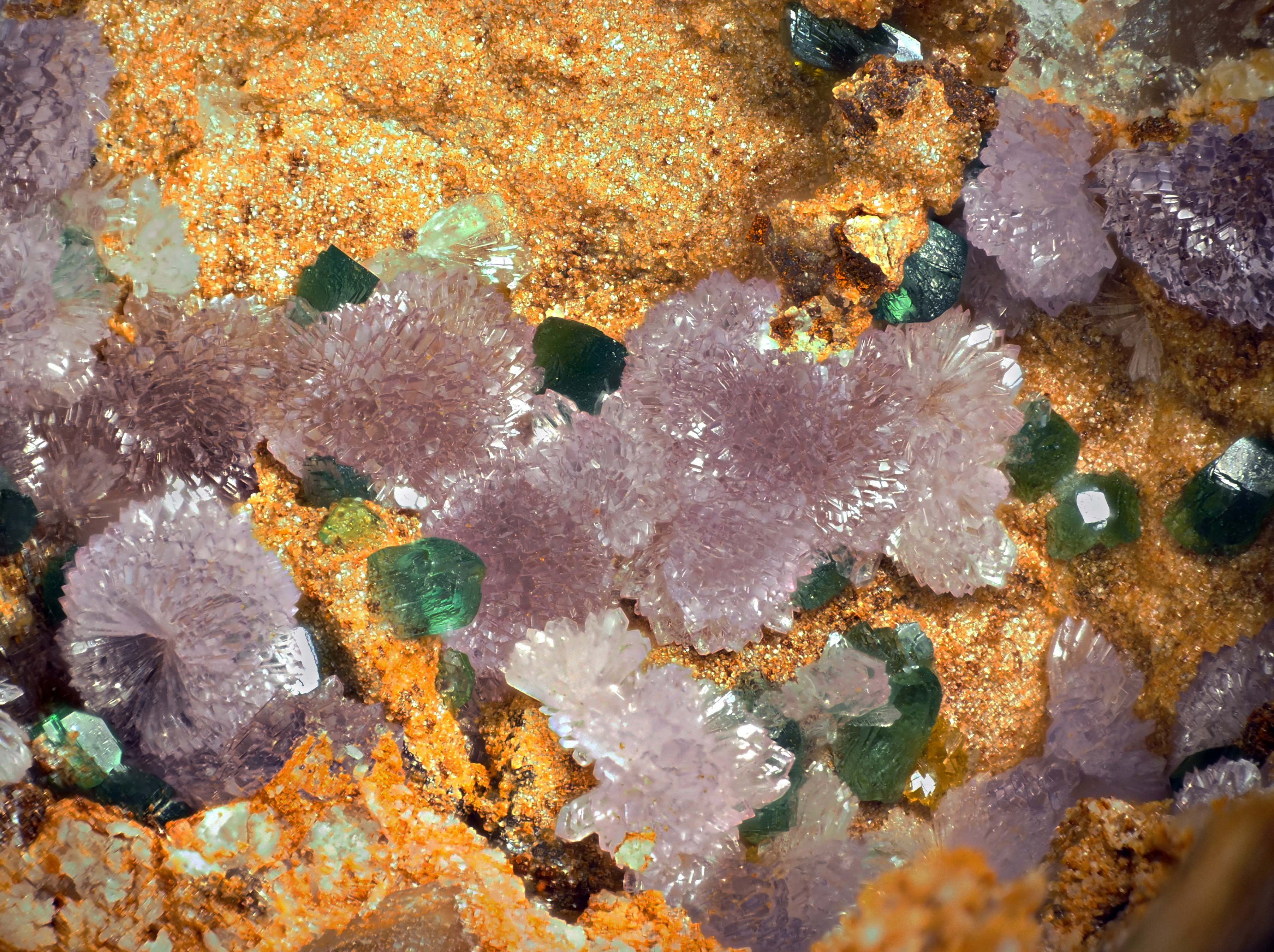 L'Agardite 1