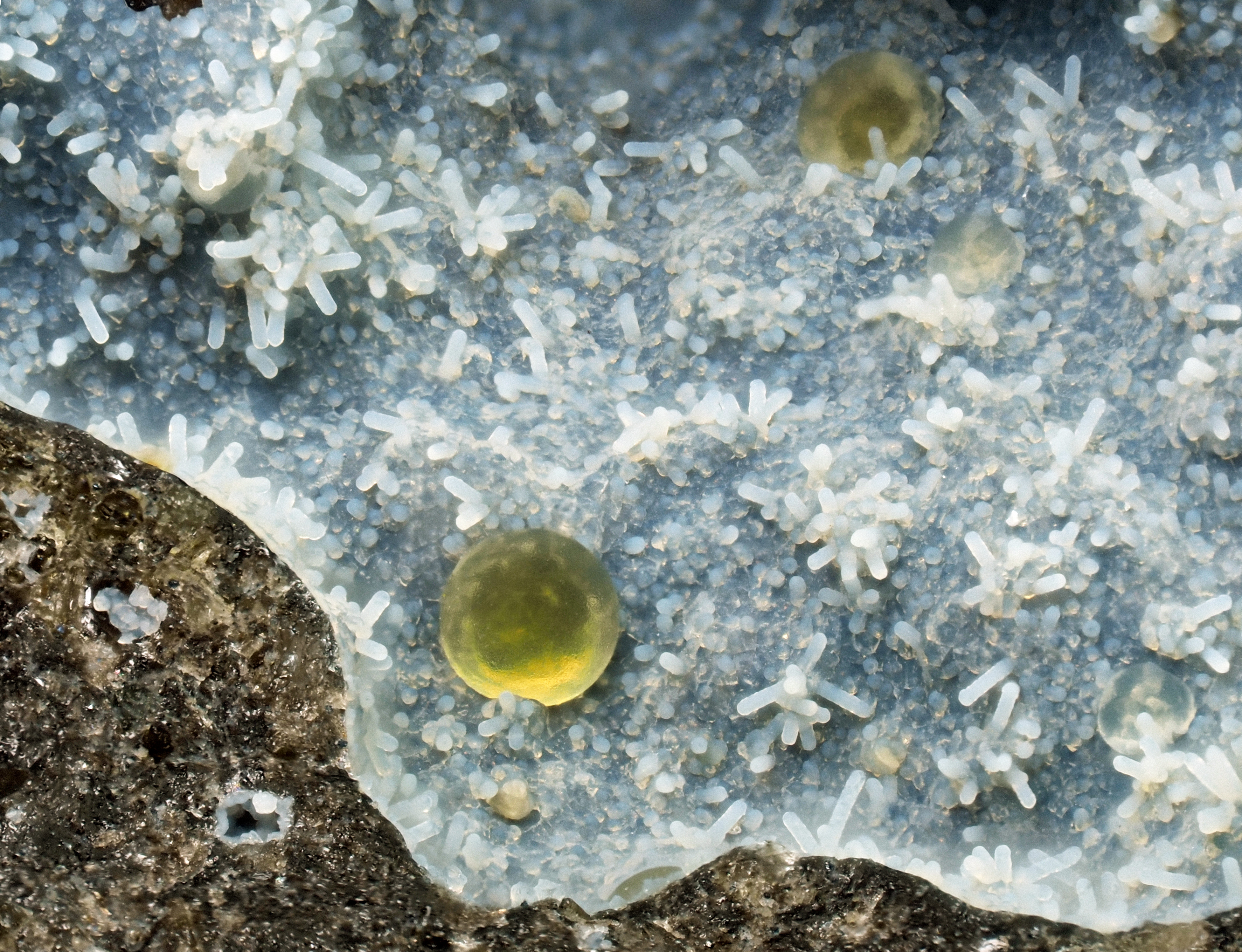 L'Agardite 1