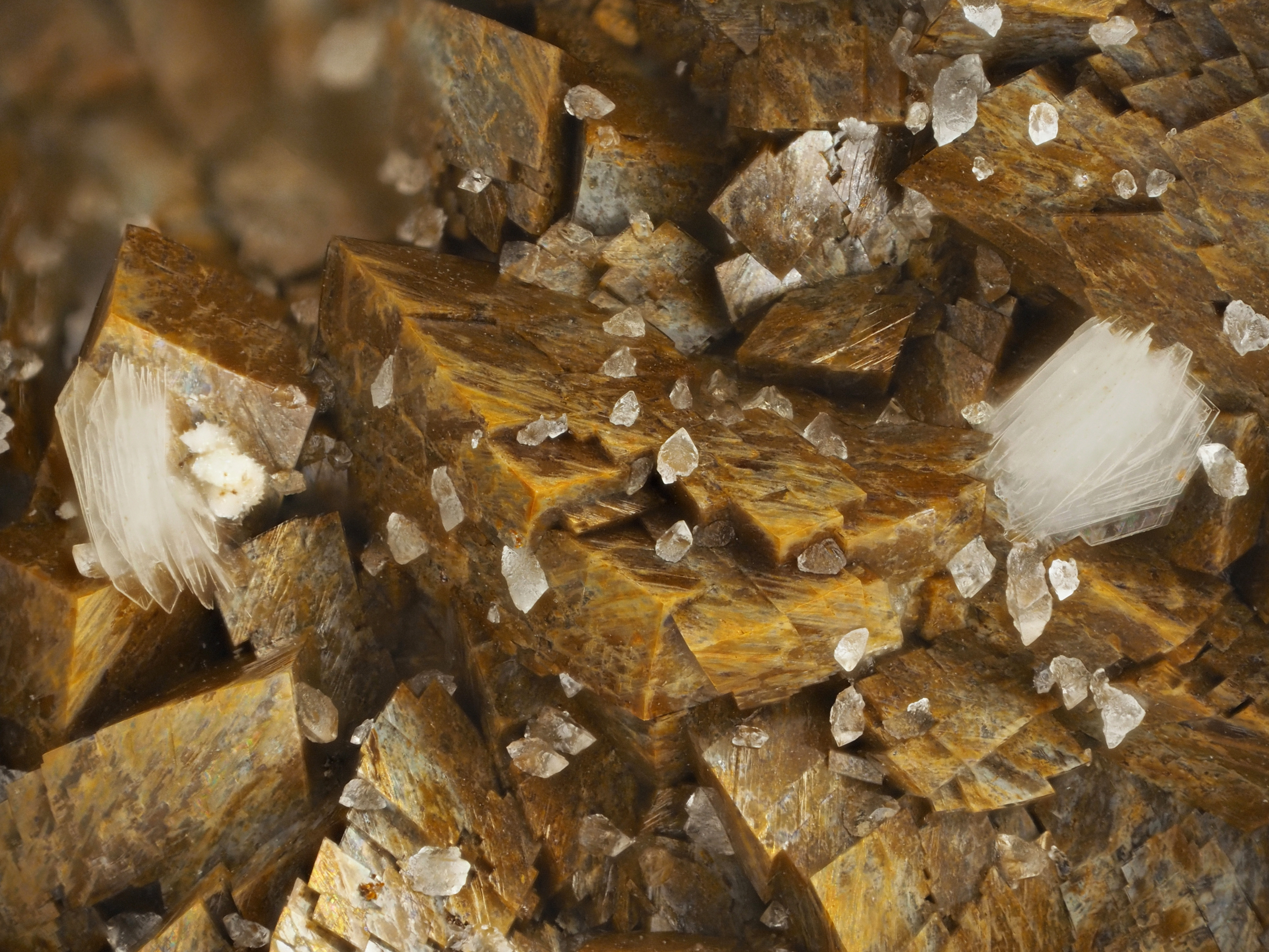 L'Agardite 1