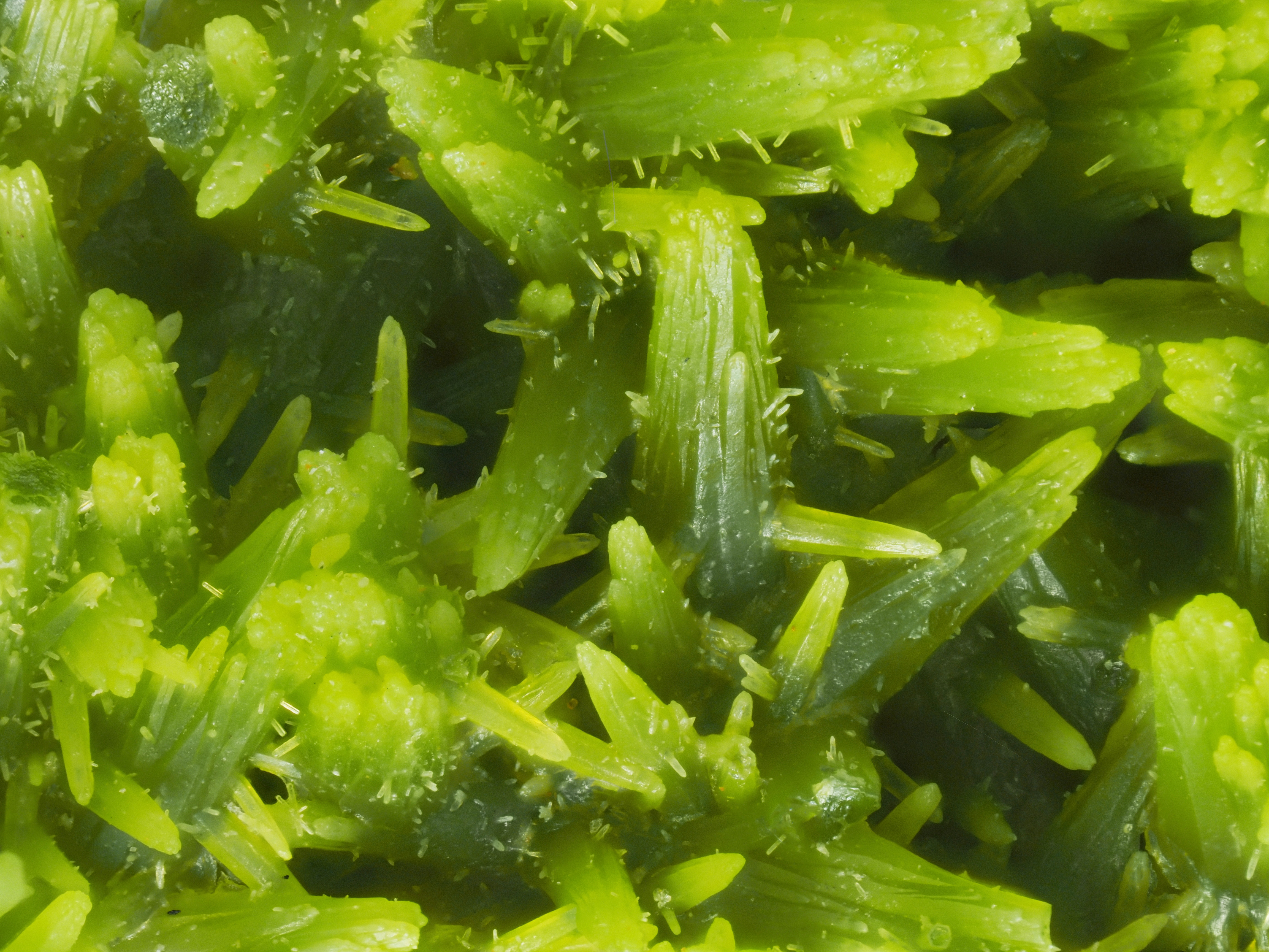L'Agardite 1