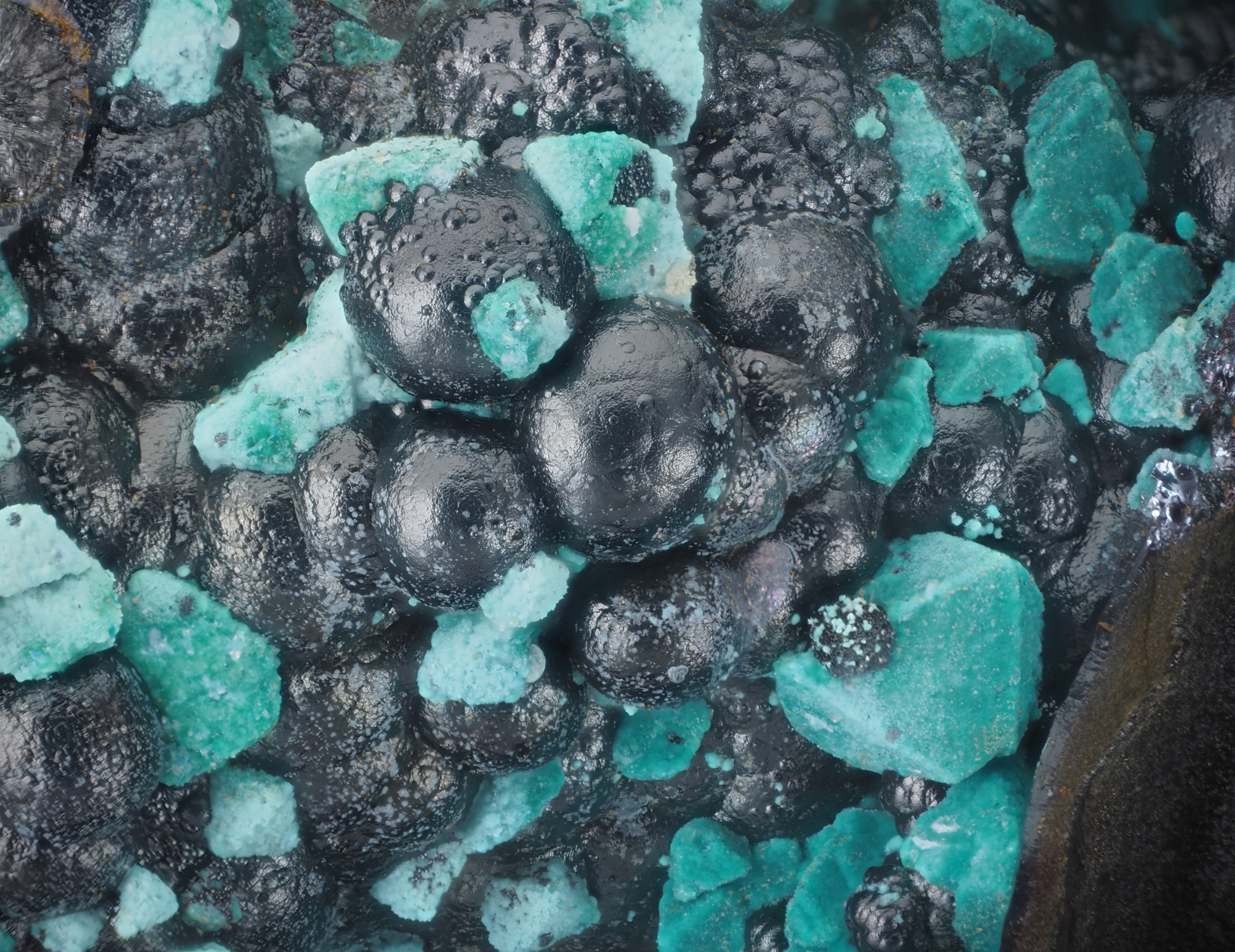 L'Agardite 1