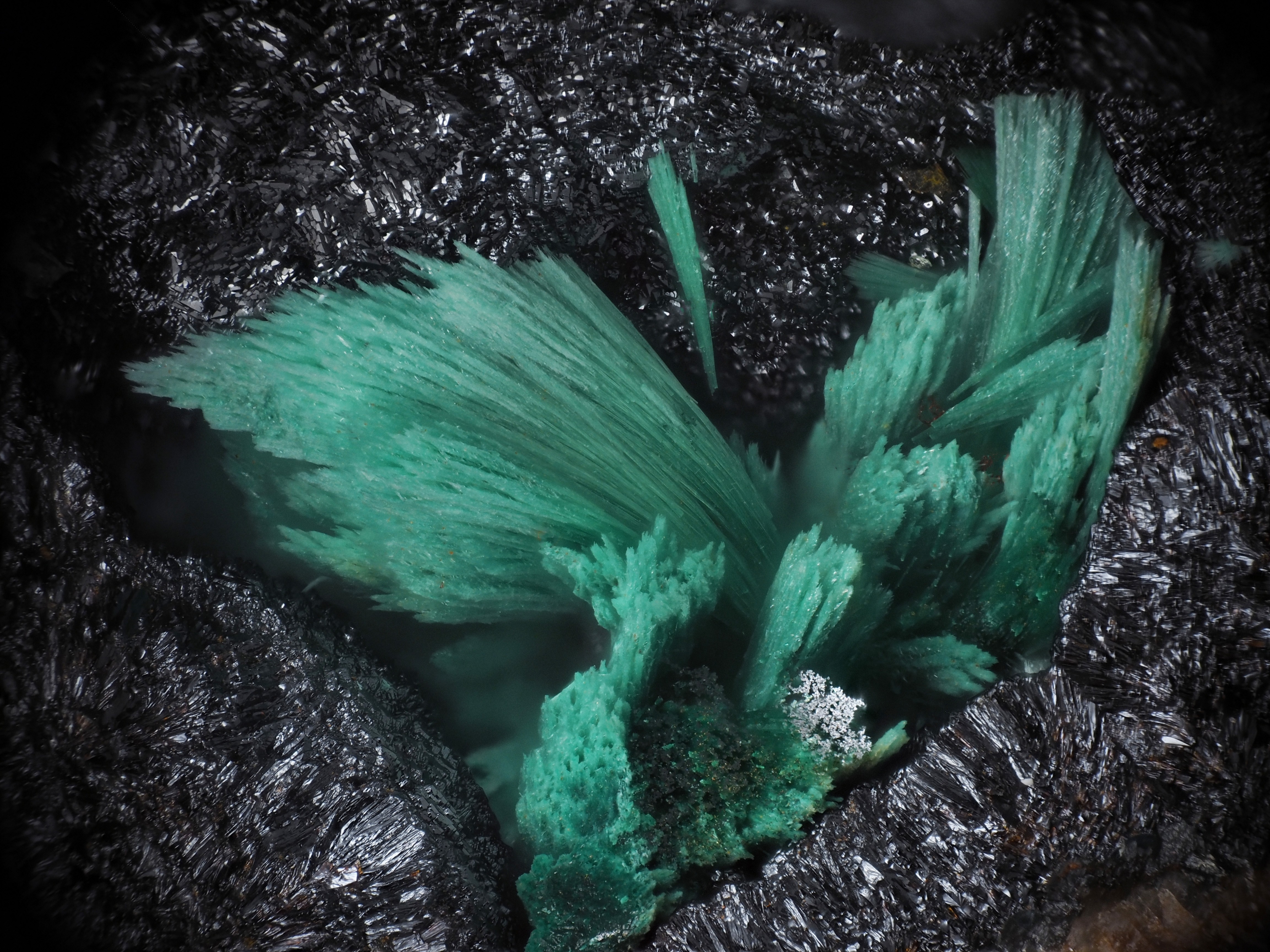 L'Agardite 1