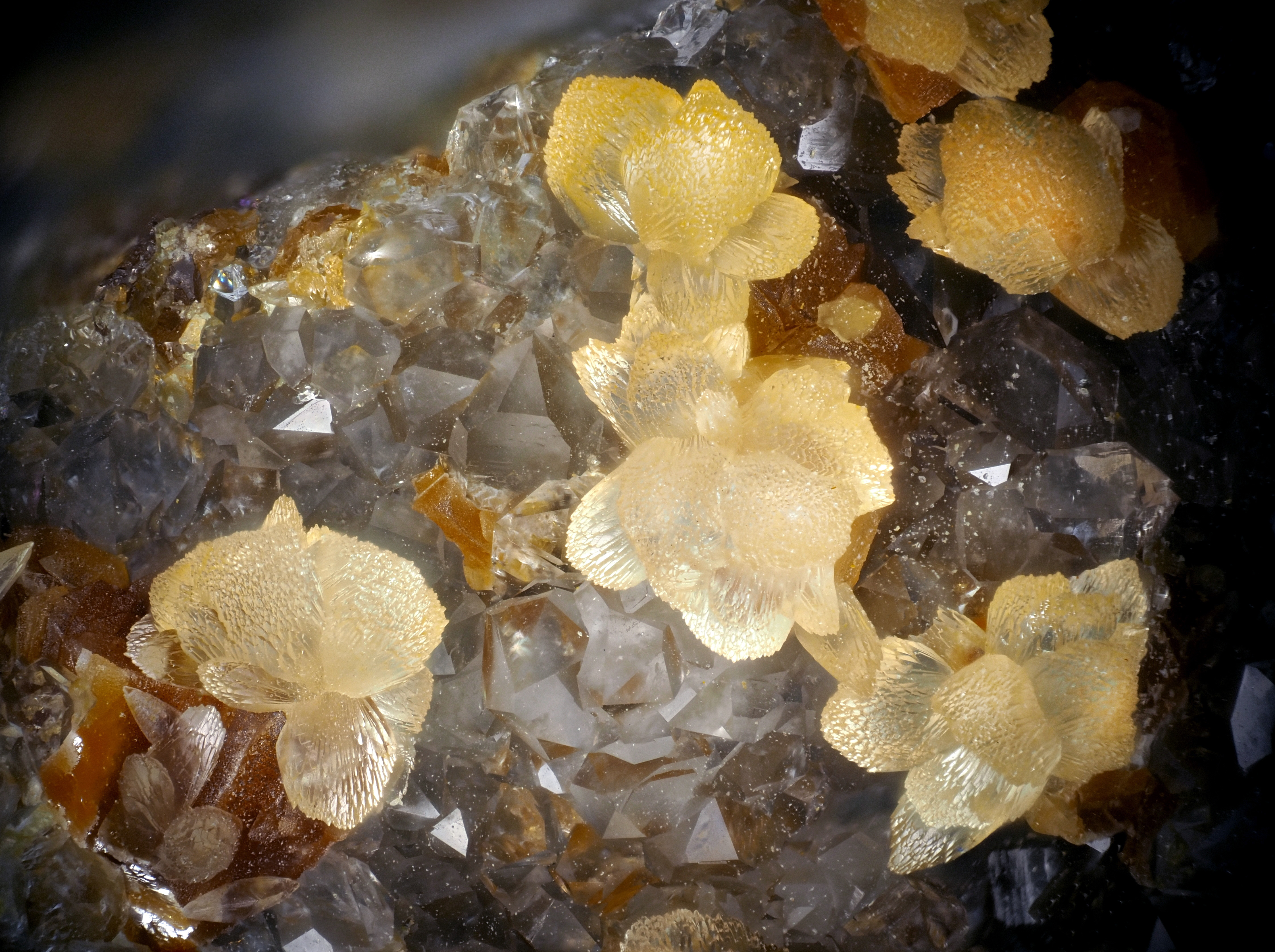 L'Agardite 1