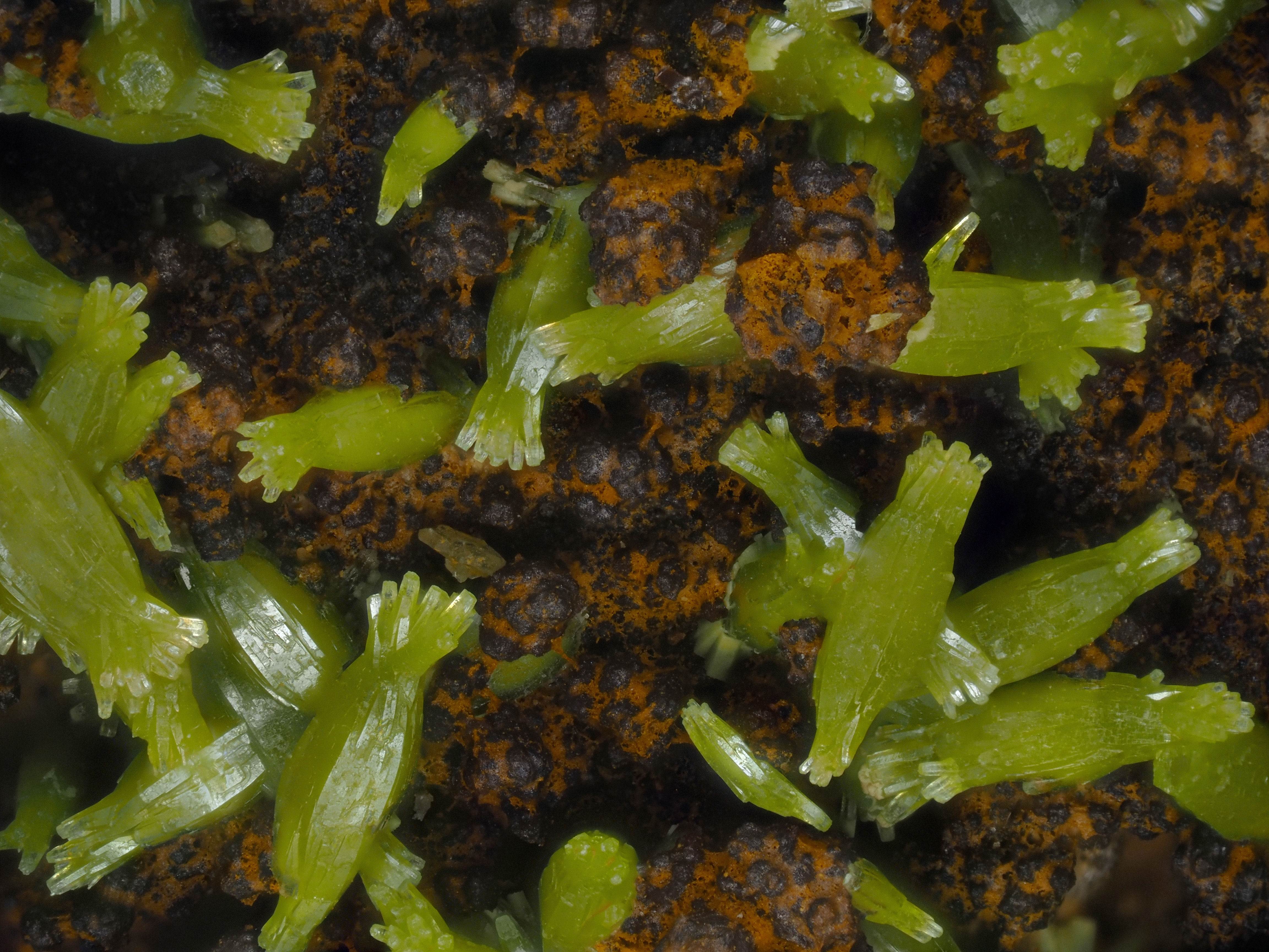 L'Agardite 1