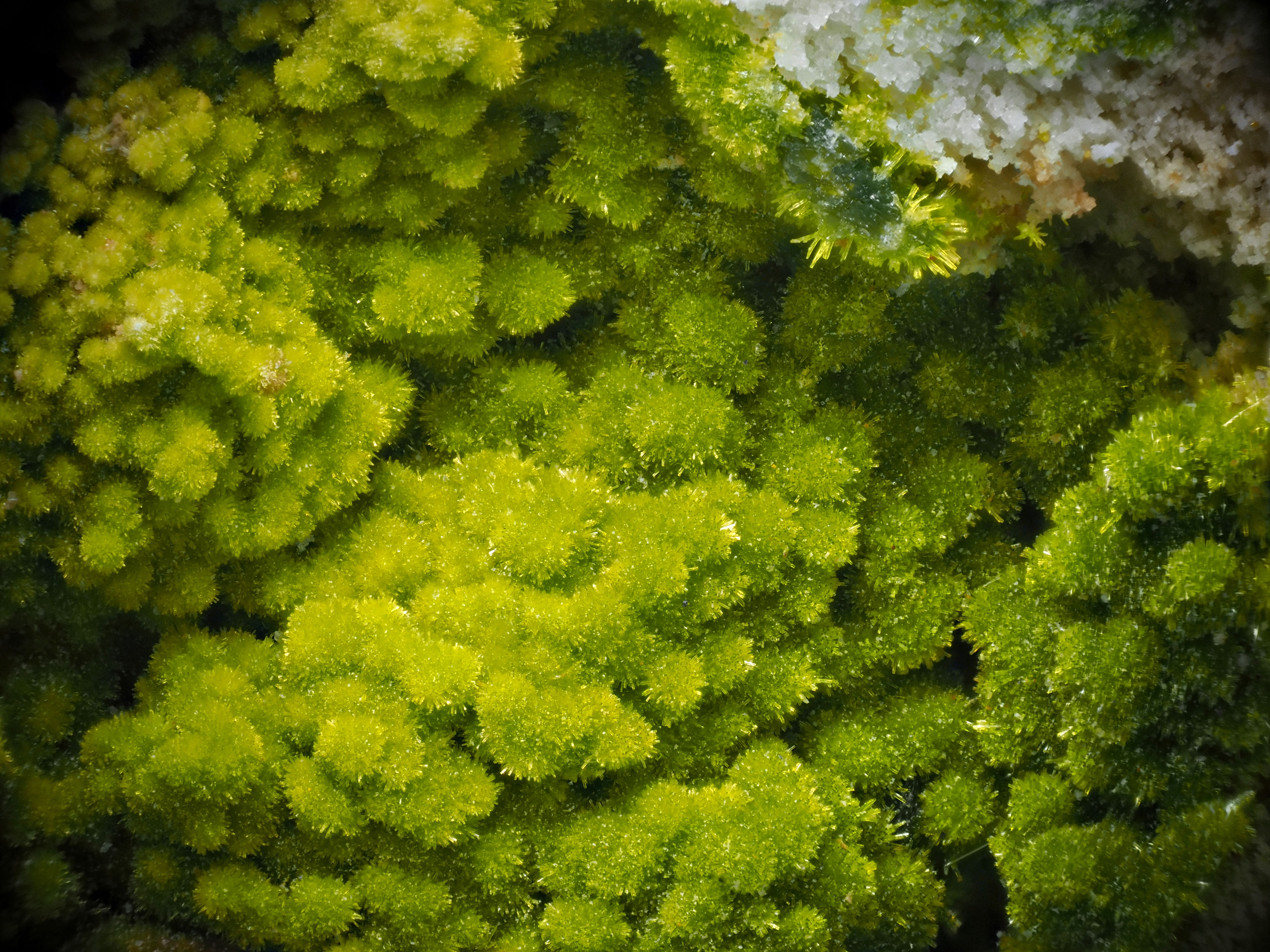 L'Agardite 1