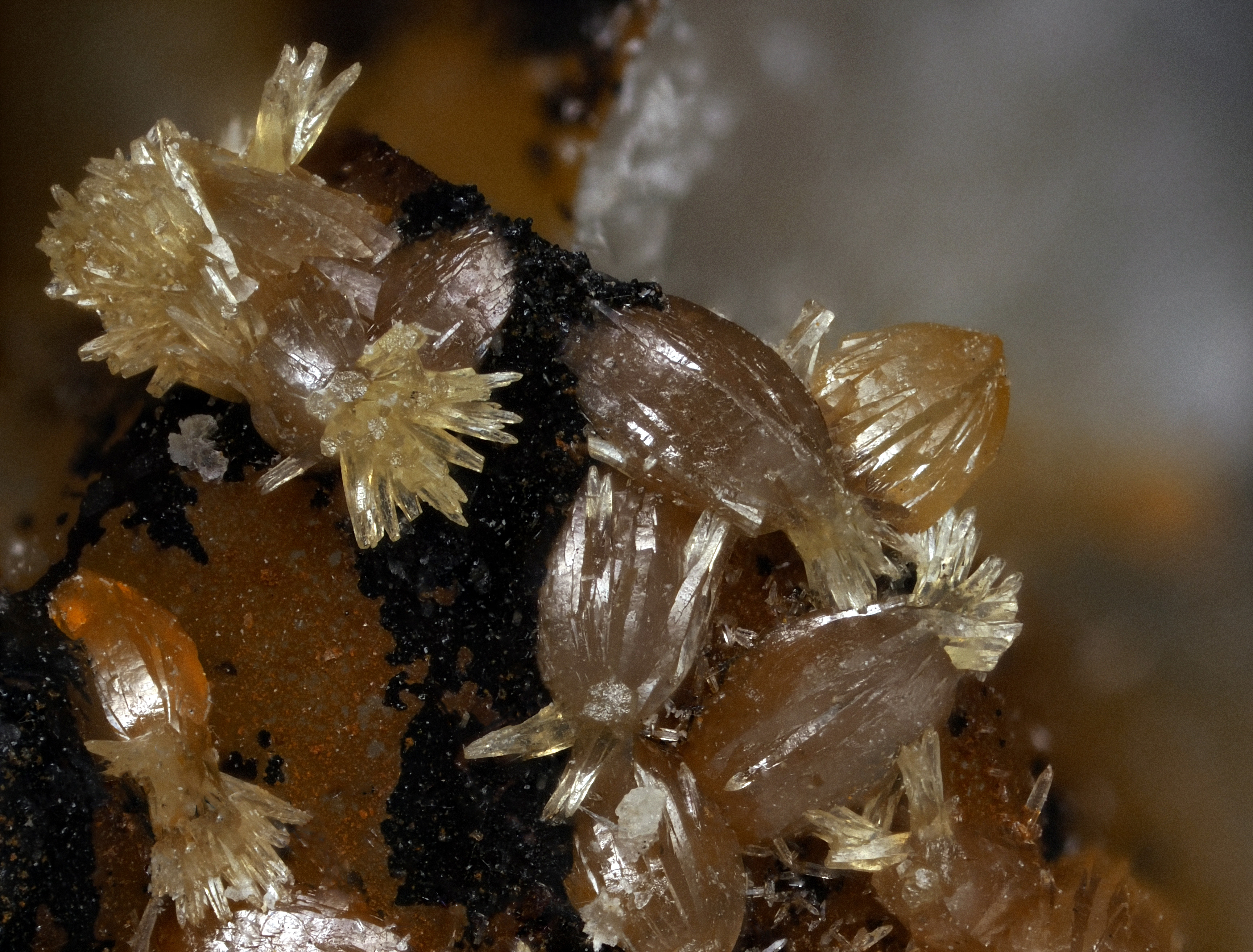 L'Agardite 1