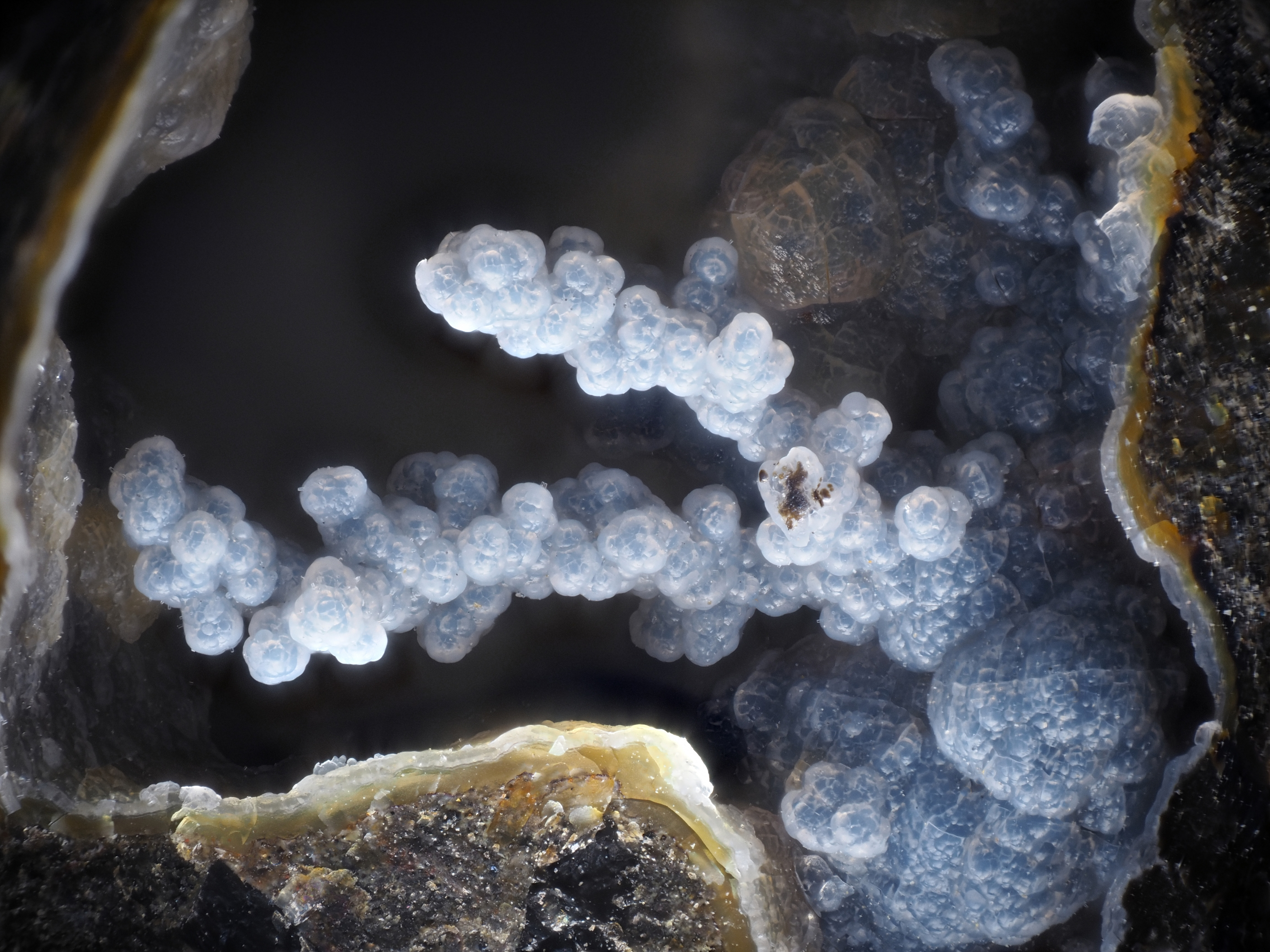 L'Agardite 1
